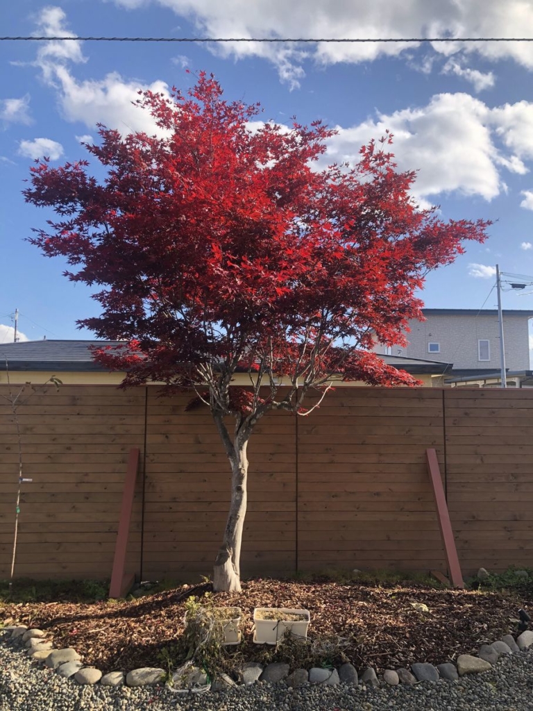 この時期は紅葉 紺野建設株式会社ー十勝帯広 札幌でのこだわりの家づくり 注文住宅新築 リフォーム リノベーションの設計施工