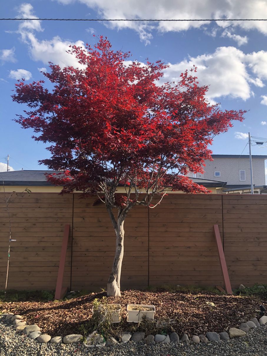 この時期は紅葉 紺野建設株式会社ー十勝帯広 札幌でのこだわりの家づくり 注文住宅新築 リフォーム リノベーションの設計施工 この時期は紅葉 紺野建設株式会社ー十勝帯広 札幌でのこだわりの家づくり 注文住宅新築 リフォーム リノベーションの設計施工